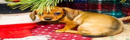 Miniature Dachshund dogs for sale: Tootsie - Ad 8