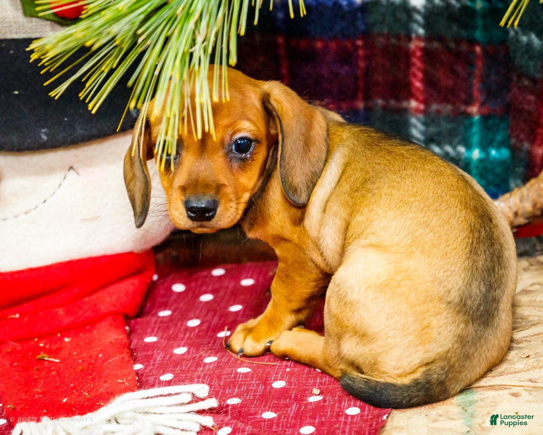 Miniature Dachshund dogs for sale: Tootsie - Ad 8