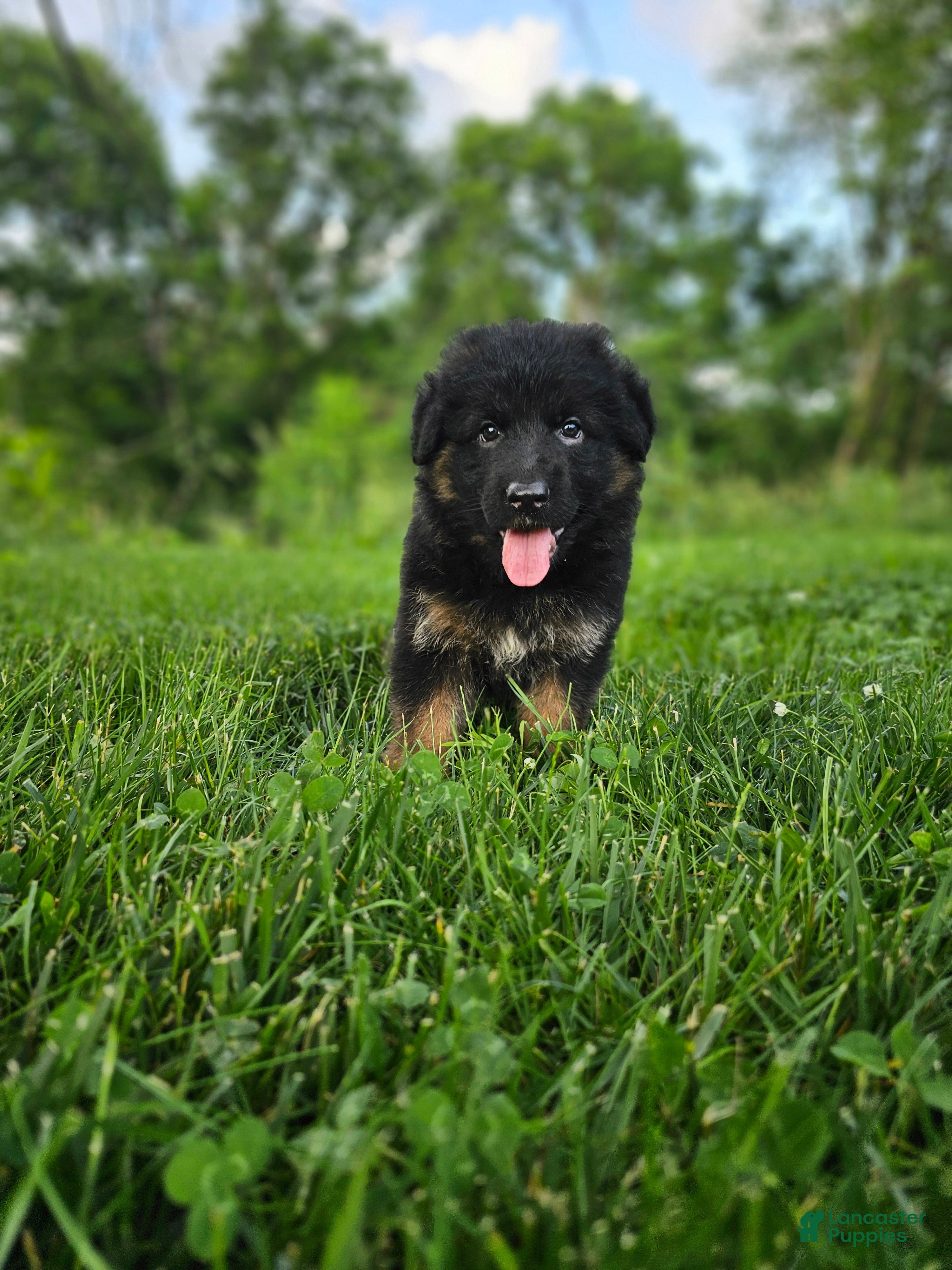 German Shepherd dogs Roxie - Ad 1