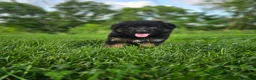 German Shepherd dogs for sale: Roxie - Ad 1