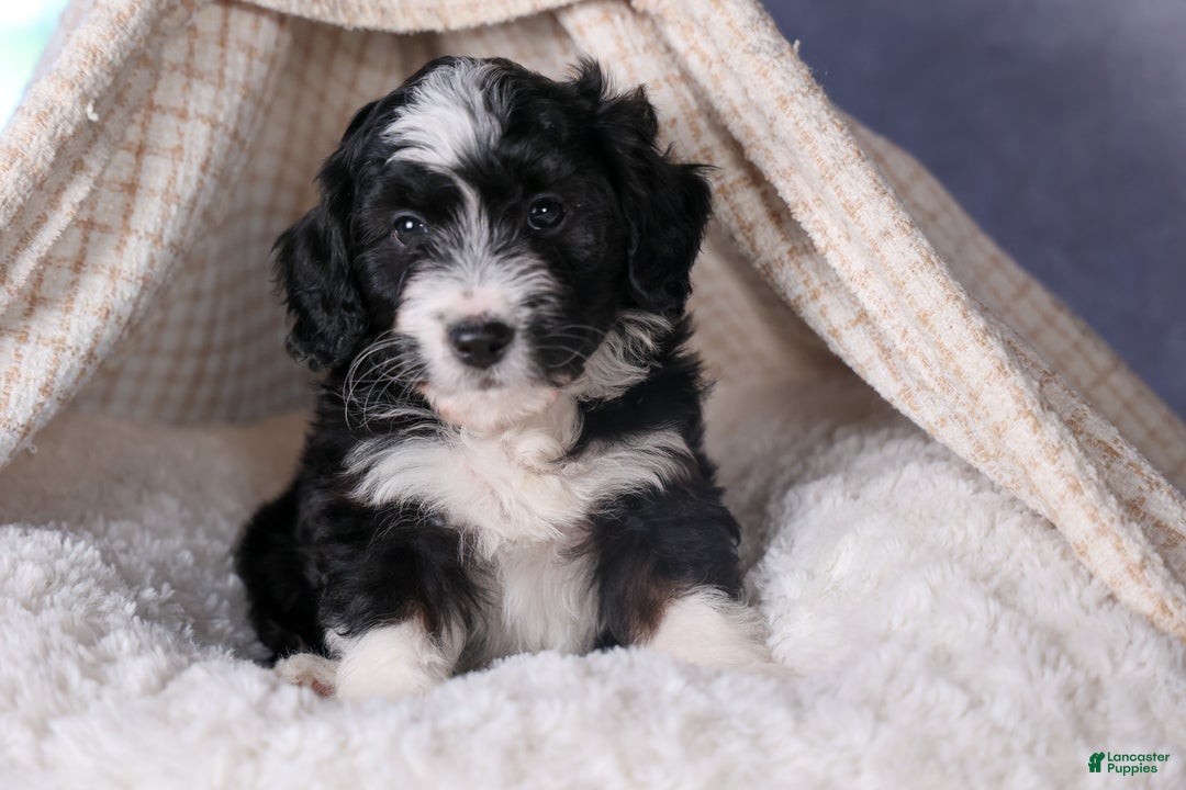 Mini Aussiedoodle dogs for sale: Payday - Ad 3