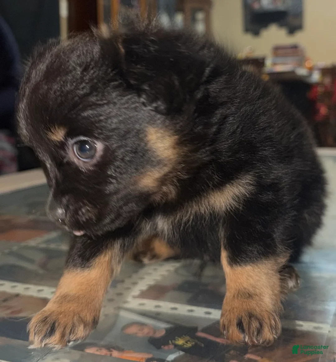 Mixed Breed dogs for sale: Presley - Ad 2