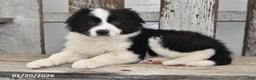 Border Collie dogs for sale: Diesel - Ad 1
