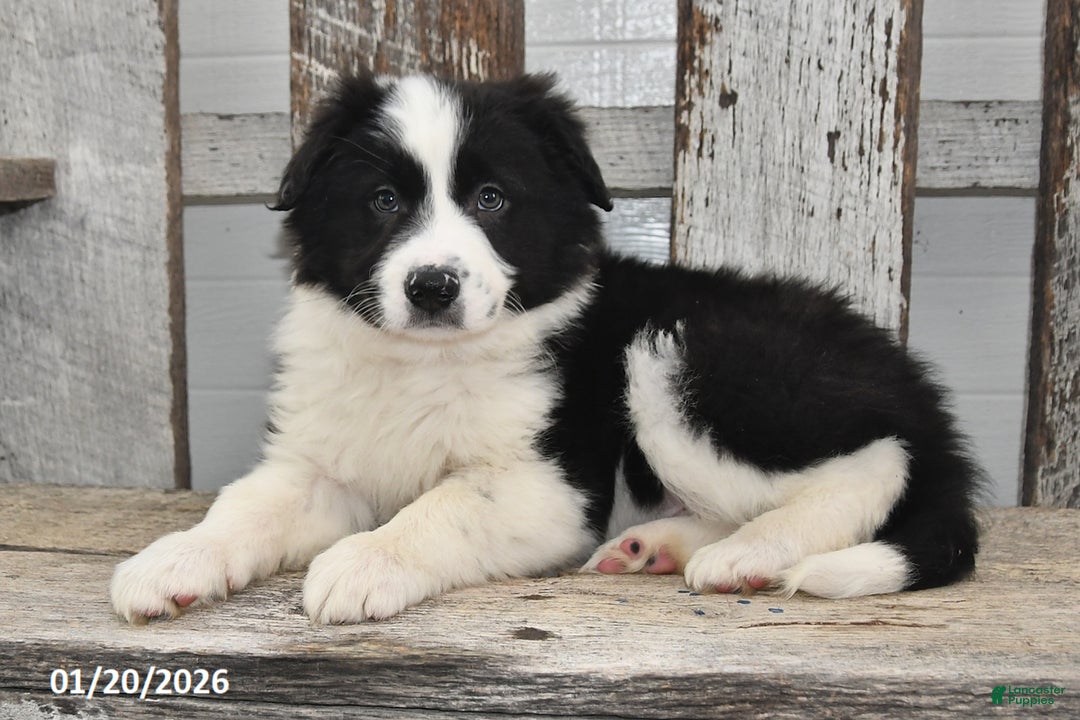 Border Collie dogs for sale: Diesel - Ad 1