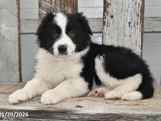 Border Collie dogs Diesel - Ad 15