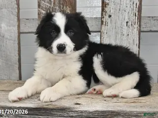Border Collie dogs Diesel - Ad 15