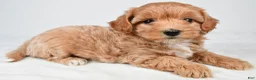 Maltipoo dogs for sale: Polly - Ad 5