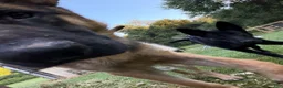 German Shepherd dogs for sale: Nova - Ad 4