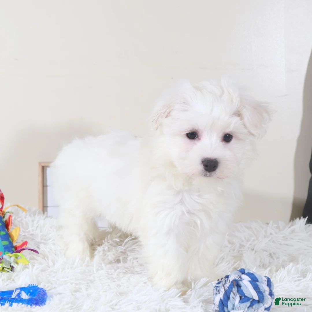 Maltese dogs for sale: Maltese Puppy Baloo - Ad 4