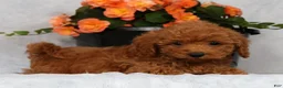 Havapoo dogs for sale: Fern - Ad 1