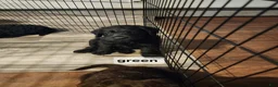 Labradoodle dogs for sale: Labradoodle green collar - Ad 3