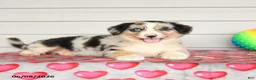 Mixed Breed dogs for sale: Kimmie - Ad 3