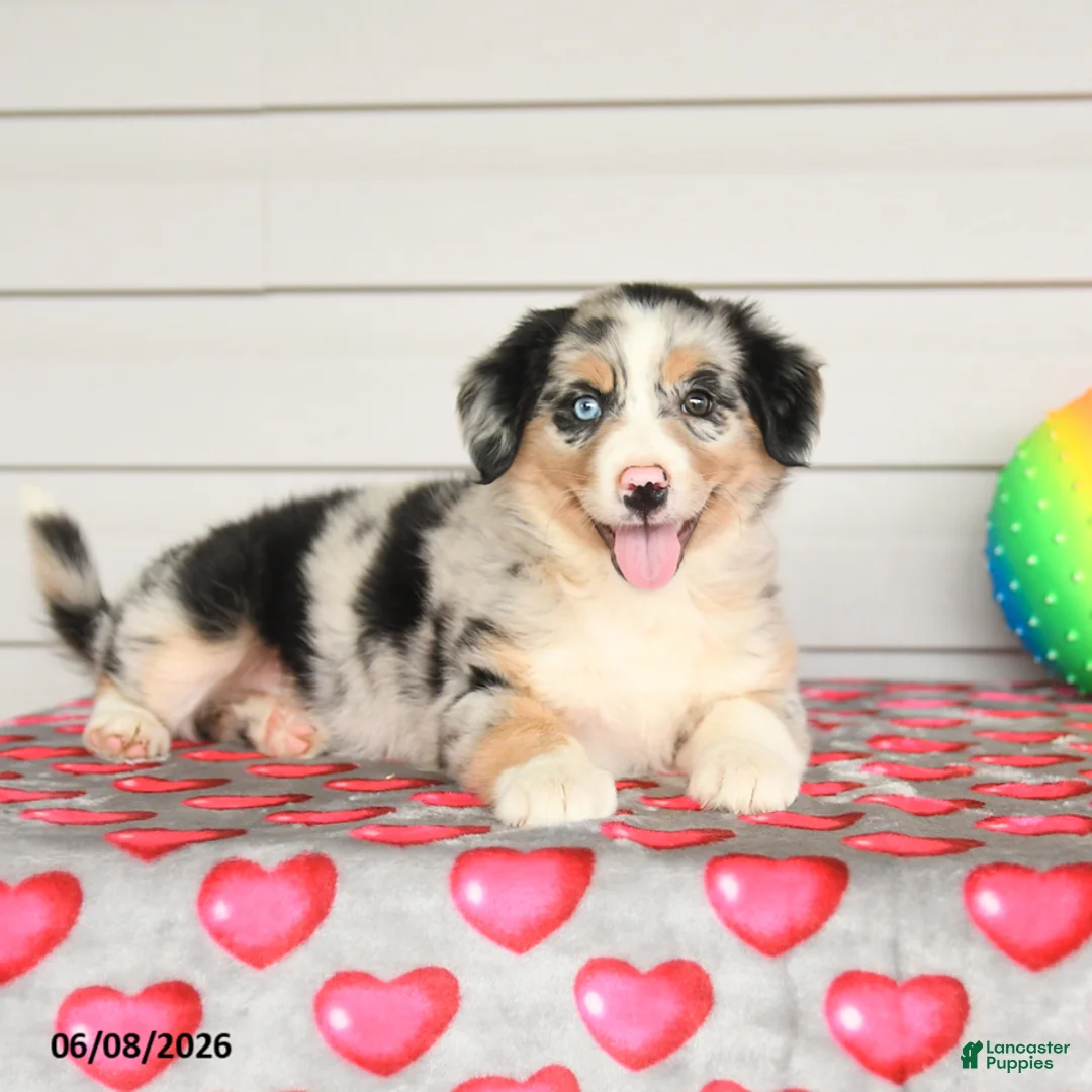 Mixed Breed dogs for sale: Kimmie - Ad 3