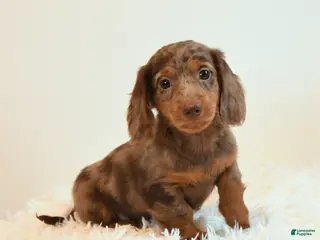 Miniature Dachshund dogs for sale: Linx - Ad 4