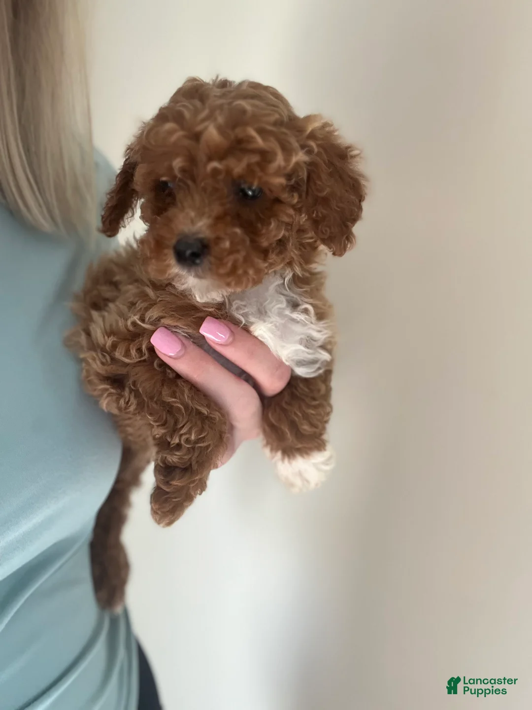 Toy Poodle dogs for sale:  Puppy 1 - Ad 2