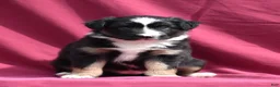 Miniature Australian Shepherd dogs for sale: Piper - Ad 15