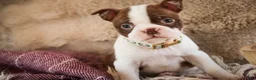 Boston Terrier dogs for sale: Crickett - Ad 3