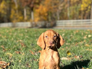 Vizsla dogs - Ad 15