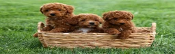Miniature Poodle dogs for sale: Zaylee - Ad 35