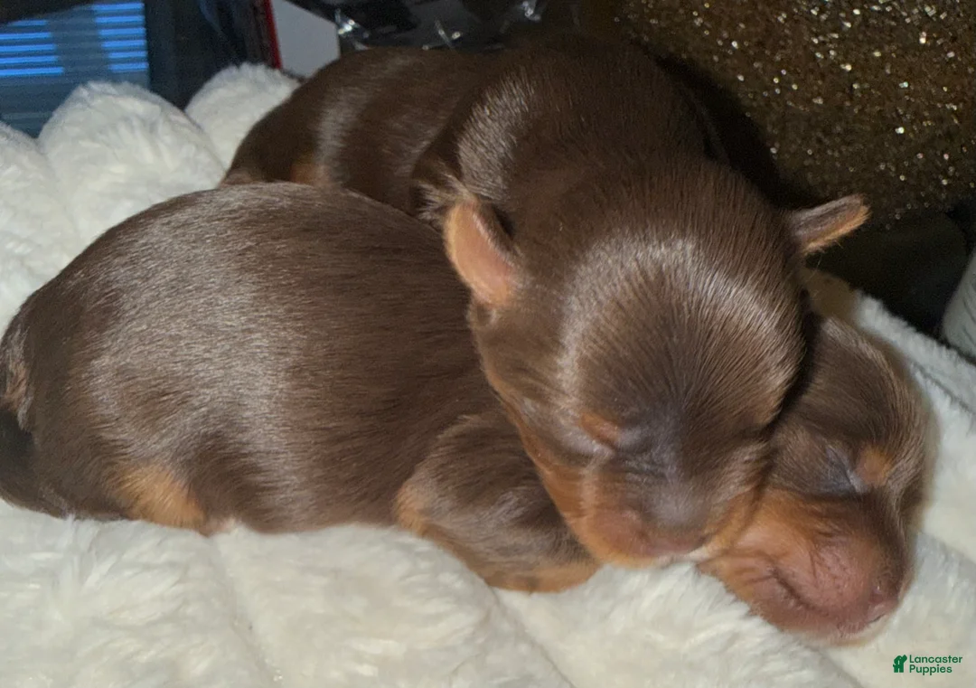 Yorkshire Terrier dogs for sale: Twix  - Ad 1