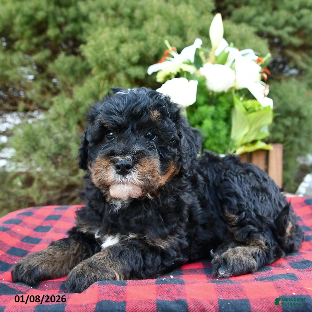Mini Bernedoodle dogs for sale: Sarge - Ad 10
