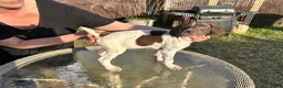 German Shorthaired Pointer dogs for sale: German Shorthaired Pointer Puppy 1 - Ad 1