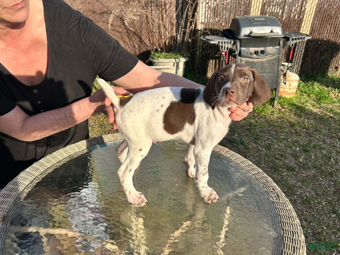 German Shorthaired Pointer dogs for sale: German Shorthaired Pointer Puppy 1 - Ad 1
