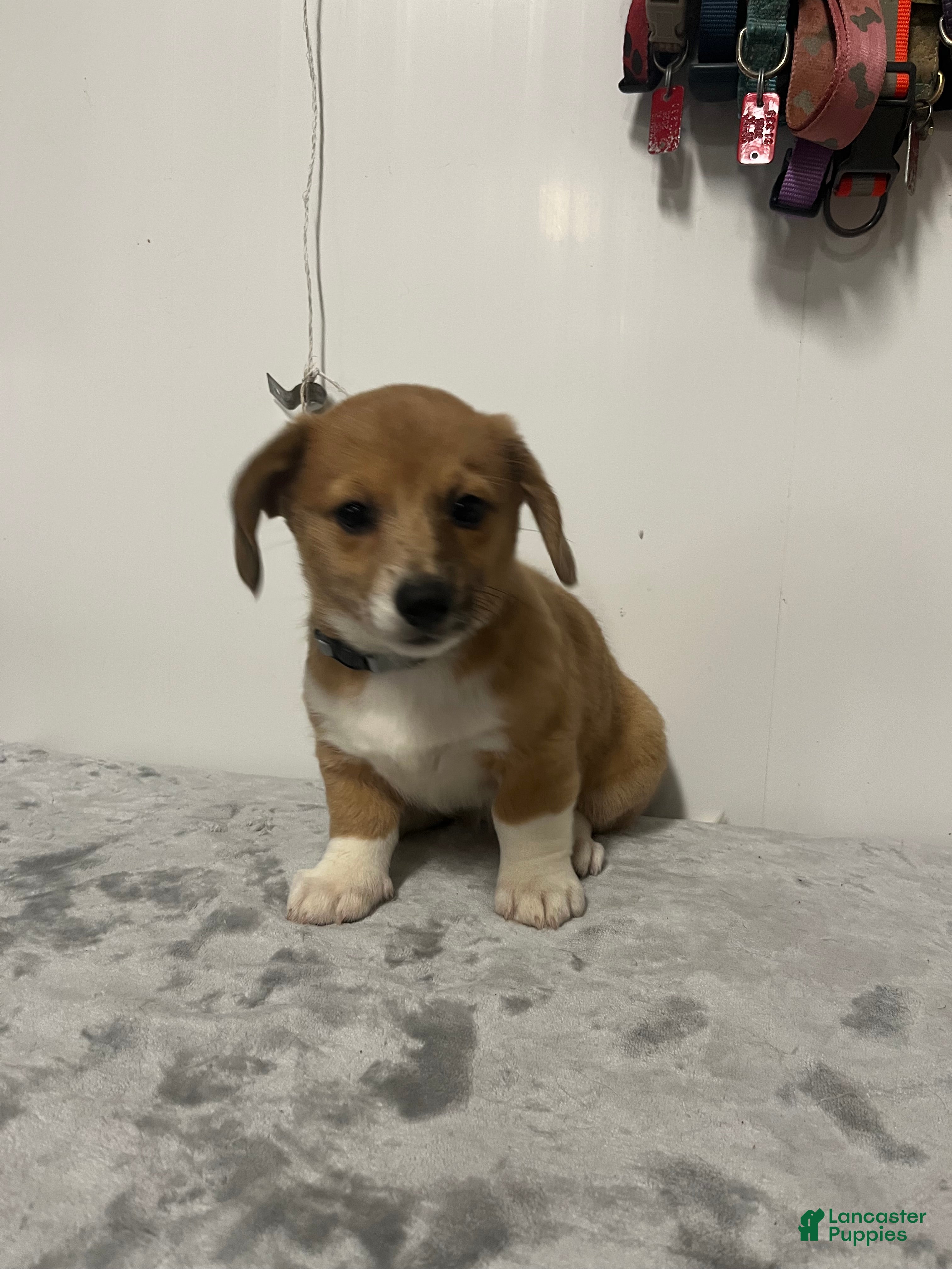 Mixed Breed dogs Apple jack  - Ad 1