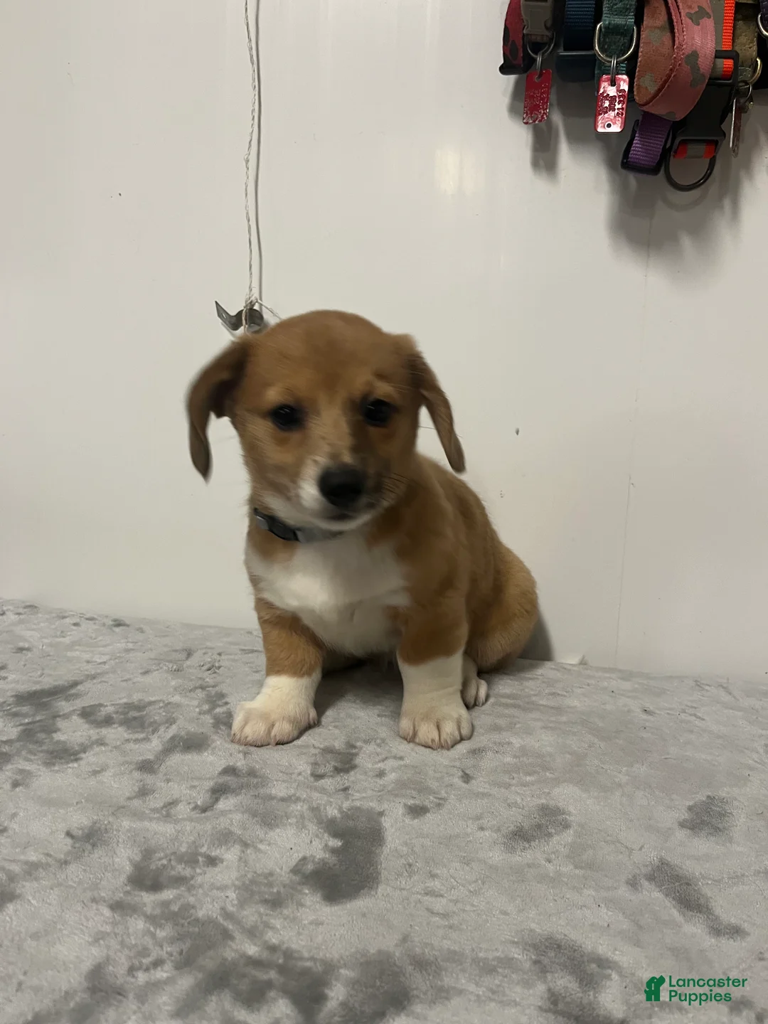 Mixed Breed dogs for sale: Apple jack  - Ad 1