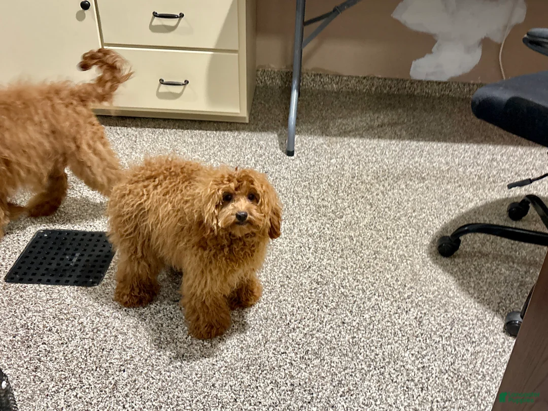 Cockapoo dogs for sale: Raina - Ad 2