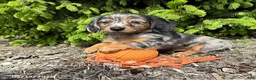 Dachshund dogs for sale: Enzo - Ad 3