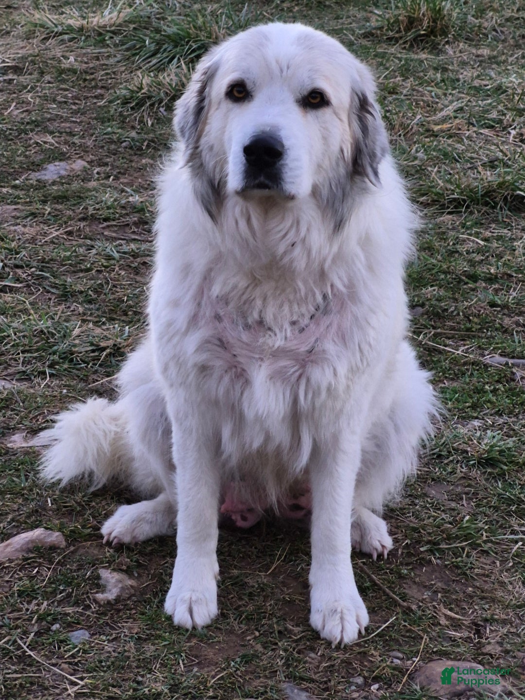 Mixed Breed dogs for sale: Cash - Ad 4