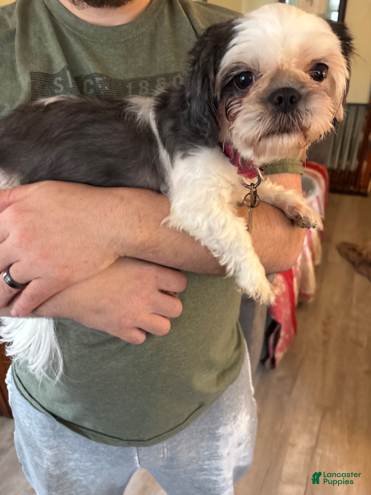 Shih Tzu dogs Spartan - Ad 2