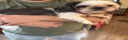 Shih Tzu dogs for sale: Spartan - Ad 2