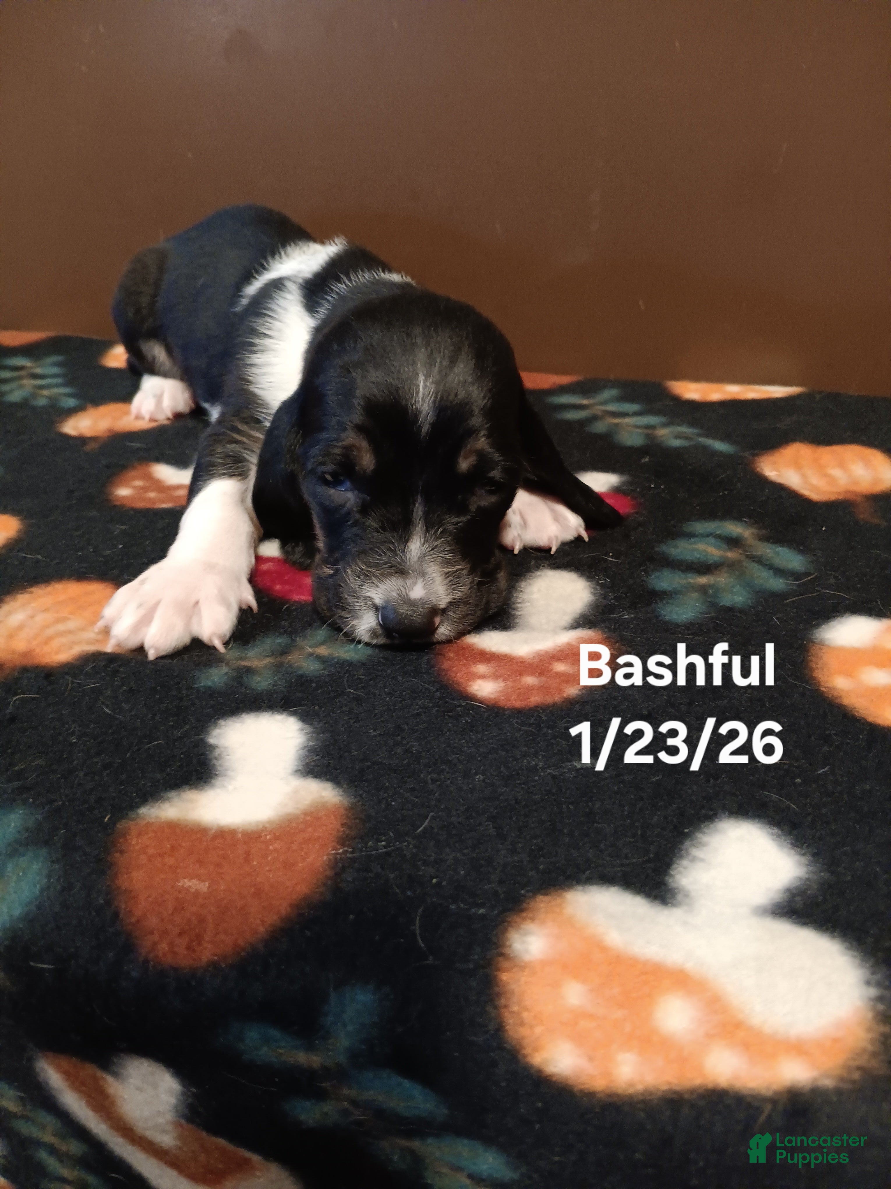 Basset Hound dogs Bashful - Ad 38