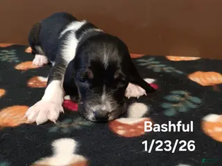 Basset Hound dogs Bashful - Ad 19