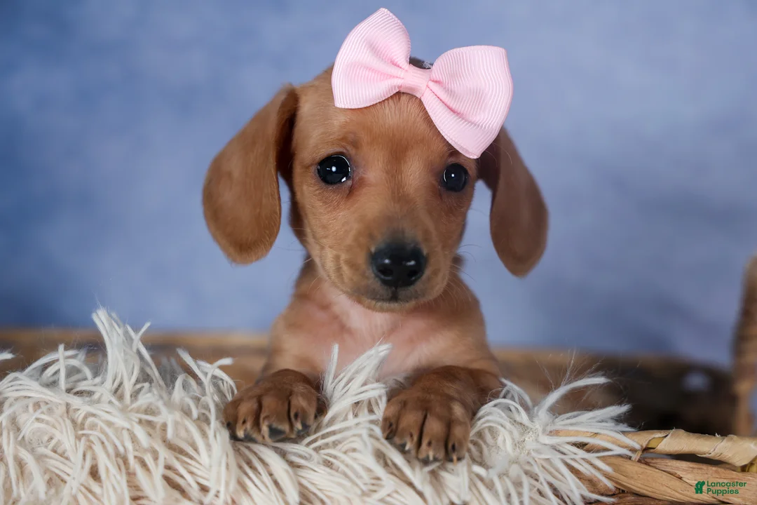 Dachshund dogs for sale: Quincy - Ad 1