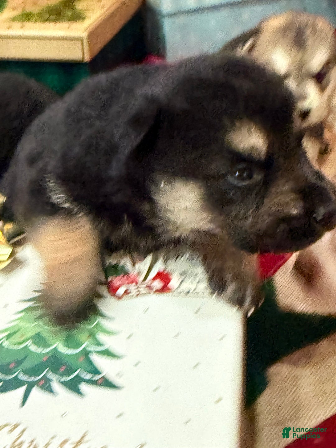 Gerberian Shepsky dogs for sale: Gerberian Shepsky Puppy 1 - Ad 28