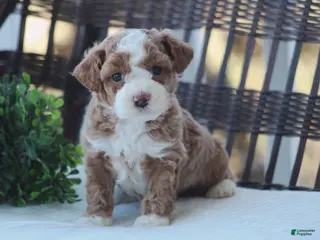 Bichpoo dogs for sale: Finn - Ad 3