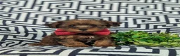 Yorkiepoo dogs for sale: Ajay - Ad 3