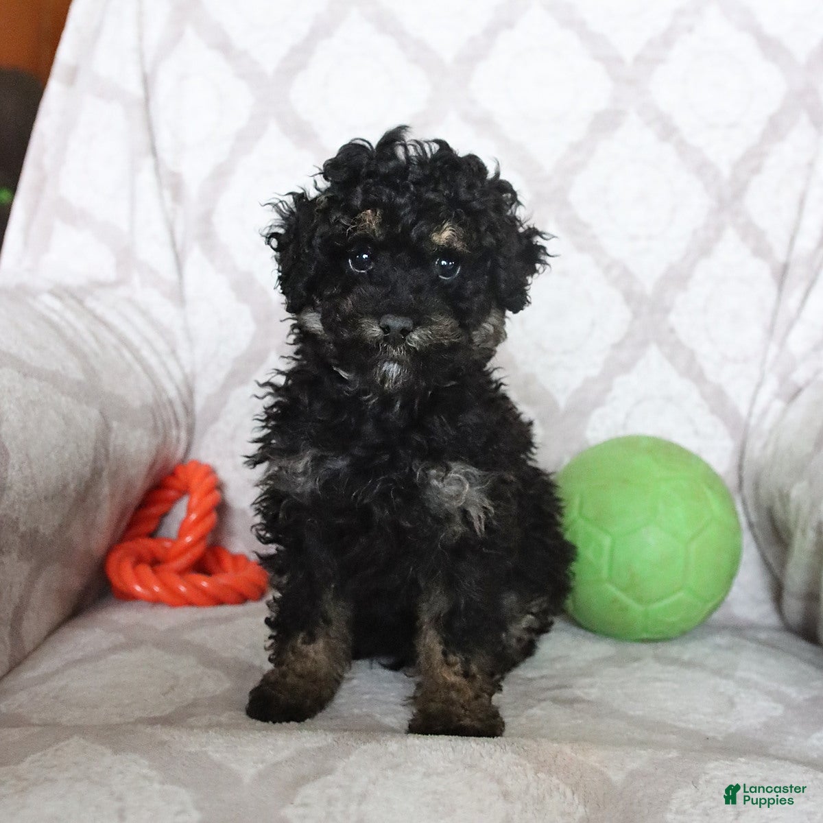 Miniature Poodle dogs Buster - Ad 40