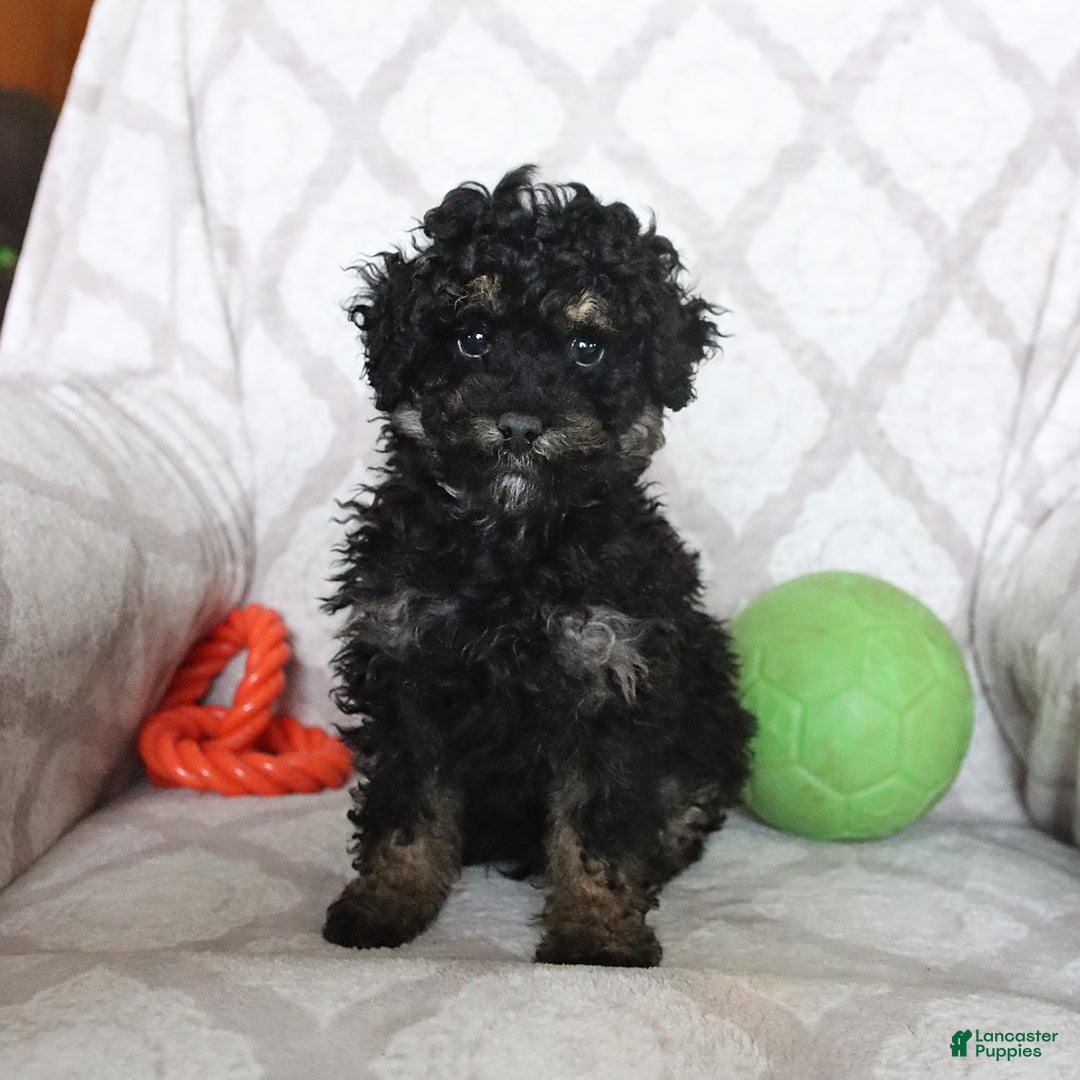 Miniature Poodle dogs for sale: Buster - Ad 1