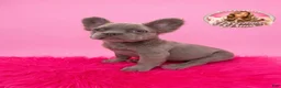 French Bulldog dogs for sale: Bryce 🩵 - Ad 2