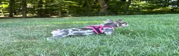 French Bulldog dogs for sale: Lily - Ad 3