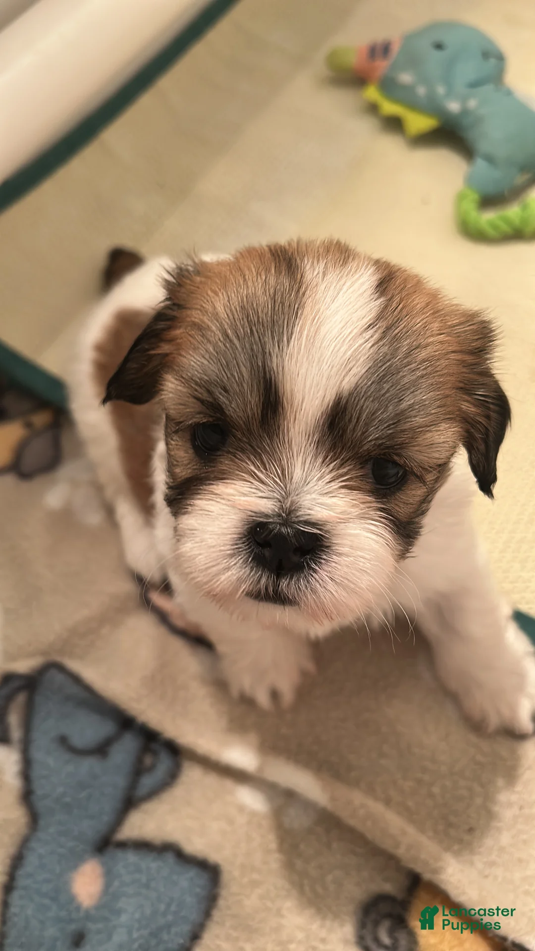 Lhasa Apso dogs for sale: Lhasa Apso Puppy 3 - Ad 1