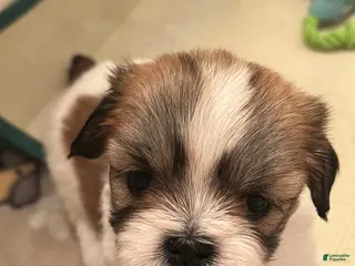 Lhasa Apso dogs Lhasa Apso Puppy 3 - Ad 1