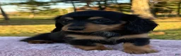 Miniature Dachshund dogs for sale: Emmy - Ad 9