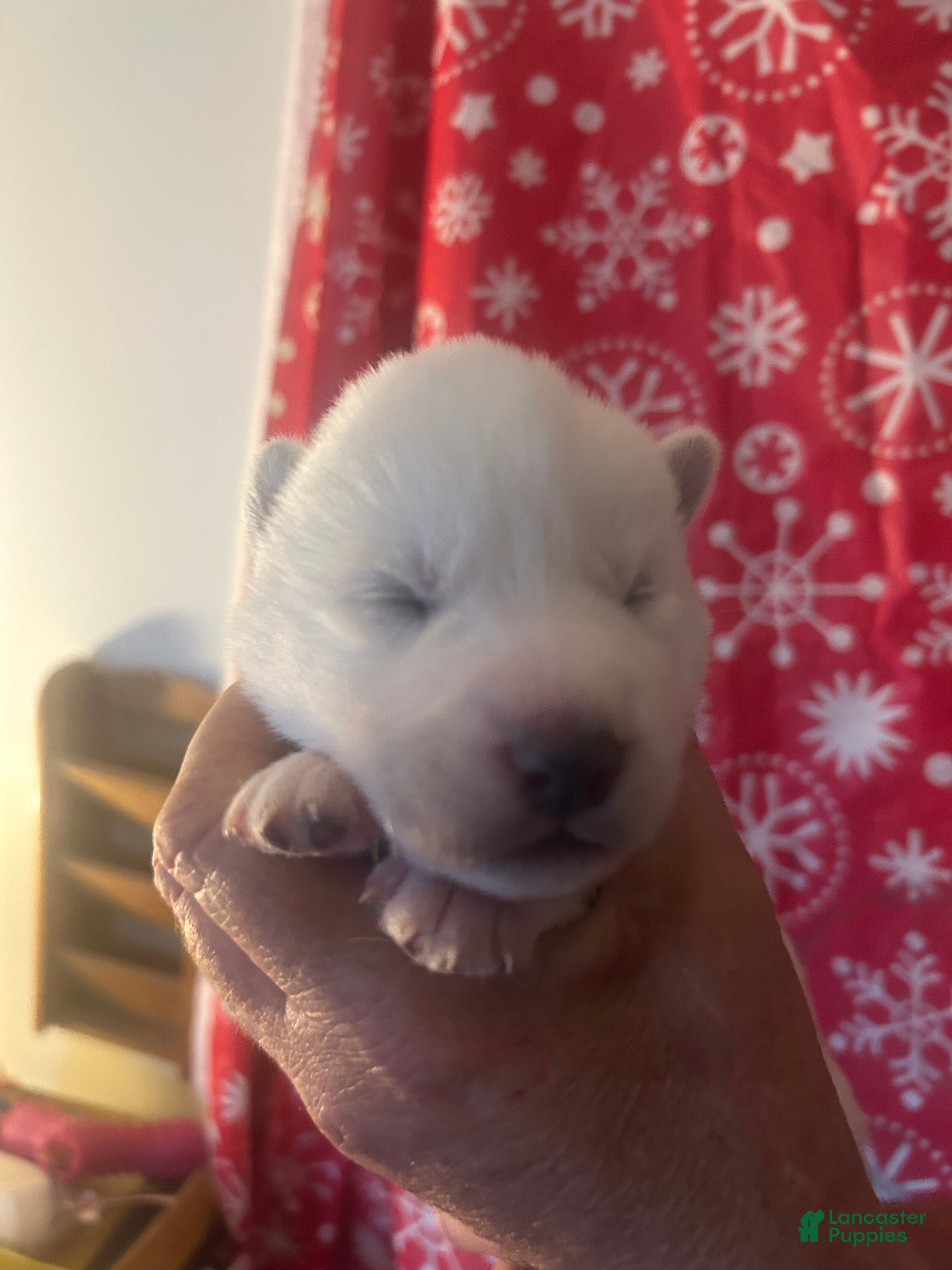 Gerberian Shepsky dogs Bailey Gerberian Shepsky Puppy 4 - Ad 4