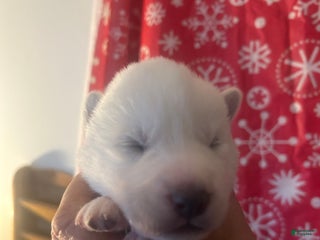 Gerberian Shepsky dogs Bailey Gerberian Shepsky Puppy 4 - Ad 12