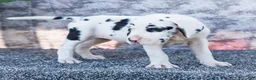 Great Dane dogs for sale: Erin - Ad 3